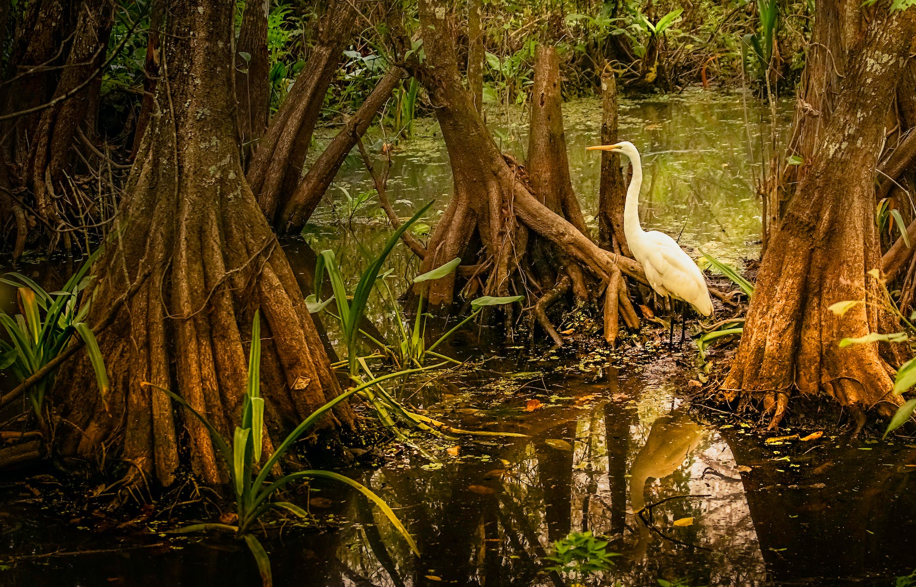 A Conference in the Mangroves of La Boquilla