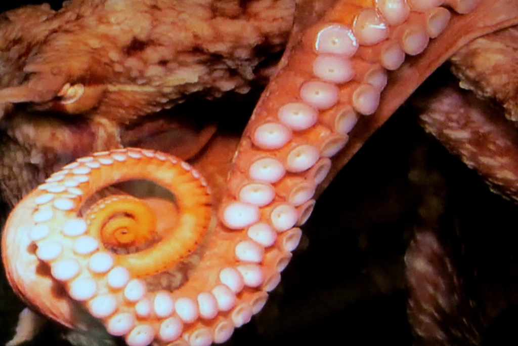 My Octopus Teacher