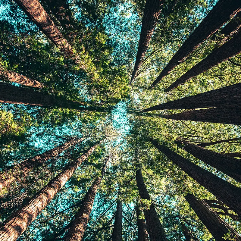 For a Psychoanalysis that Loves and Respects the Earth